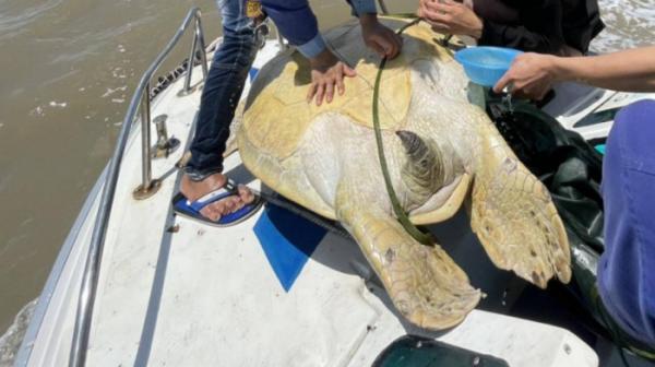 Thả cá thể vích “khủng” nặng 120kg về với biển Cà Mau
