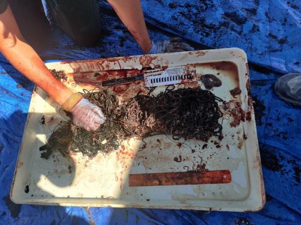 Cá nhà táng khổng lồ trôi dạt bãi biển, phát hiện điều kinh hãi bên trong xác con vật