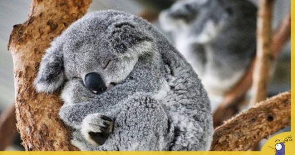 Những sự thật thú vị có thể bạn chưa biết về Koala