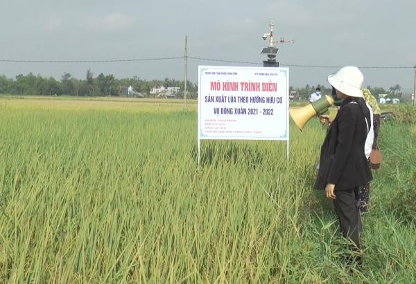 Sản xuất lúa theo hướng hữu cơ có lãi gần 18 triệu đồng/ha