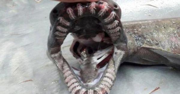 Tận mắt thấy ‘quái vật biển’ có tới 300 chiếc răng