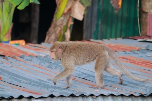 Một con khỉ cổ đeo vòng “thoắt ẩn thoắt hiện” ở thành phố Cao Lãnh của Đồng Tháp