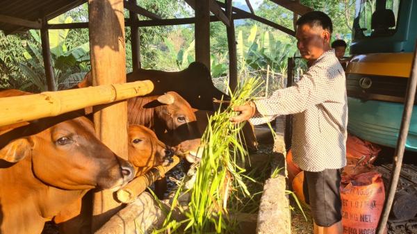 Sơn La: Nông dân nuôi bò gầy thành béo, thu trăm triệu mỗi năm