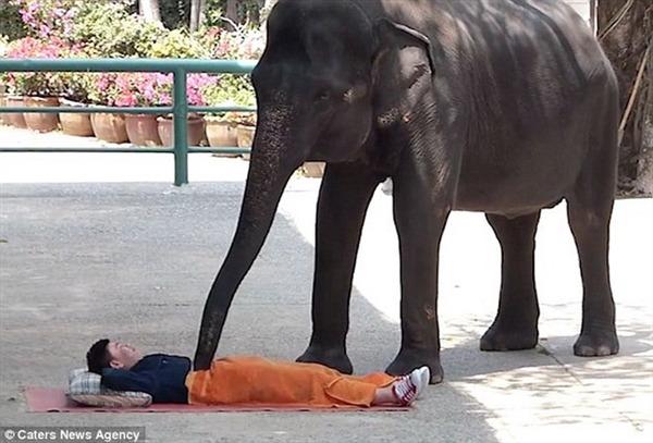 Hãi hùng với cảnh voi giẫm lên người các du khách để massage