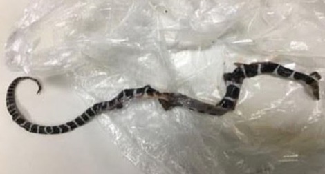 Phú Yên: T.Tâm bé gái đang ngủ bị rắn độc cắn dẫn đến t‌ử von‌g