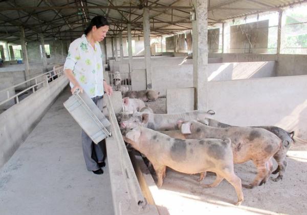 Bắc Ninh: Nông dân ở đây lập trang trại nuôi con gì, trồng cây gì mà có doanh thu 1.100 tỷ đồng?