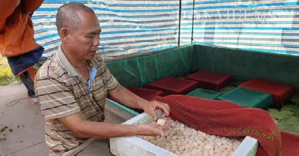 Thái Bình: Chán cá chuyển sang nuôi ốc nhồi, chỉ bán trứng thôi đã đút túi chục triệu mỗi ngày.