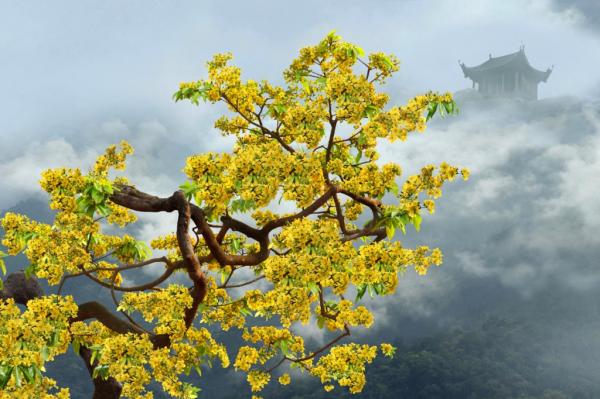 Khu rừng quốc gia Yên Tử - “Bảo tàng” lưu giữ nhiều nguồn gen quý