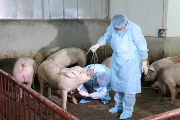 Việt Nam sản xuất thành công vắc xin dịch tả lợn châu Phi