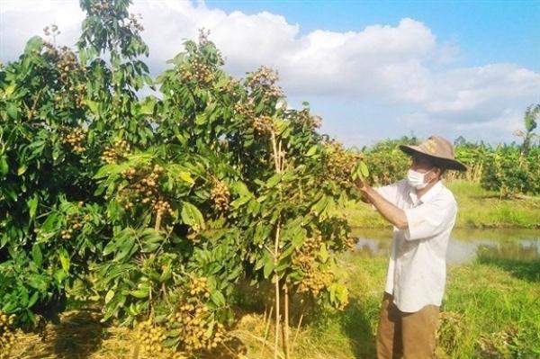 Đem thứ nhãn đặc sản này ở Hưng Yên vô trồng ở Hậu Giang, bất ngờ cây thấp tè đã ra trái cả là trái