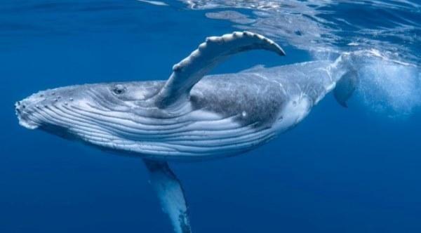 Cá voi liên tiếp xuất hiện ở Khánh Hòa báo hiệu điều gì?