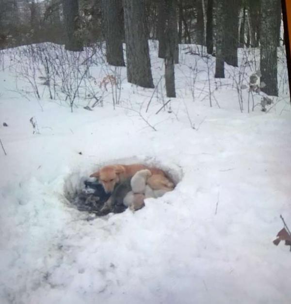 Chó mẹ đào hố trong trời tuyết để ủ ấm cho chó con