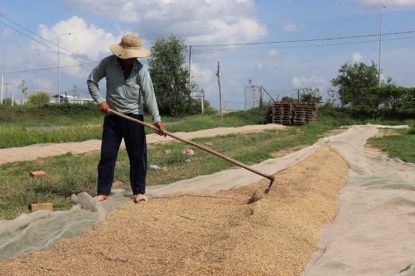 Sáng chế băng tải vận chuyển lúa vượt cả sông, ông nông dân Tây Ninh khiến cả làng ai cũng khen