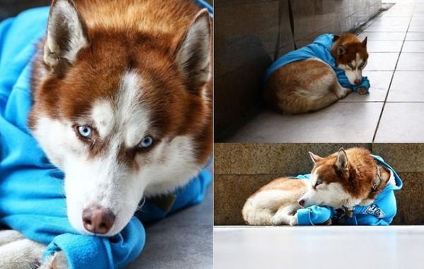 Câu chuyện về ‘Hachiko của nước Nga’: Chú chó Husky mặc tấm áo xanh, ngày ngày nằm ngoài vỉa hè giá rét chờ chủ đi làm về