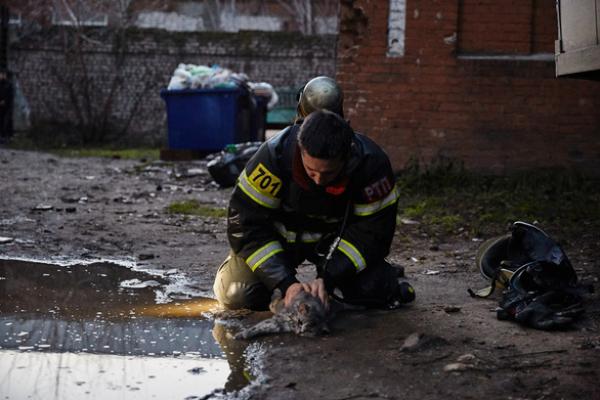 Lính PCCC giúp mèo thở oxy trong đám cháy thành ‘người hùng’