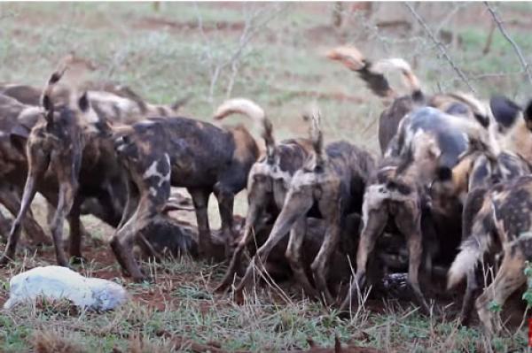 CLIP: Đàn chó hoang ăn thịt linh dương đầu bò