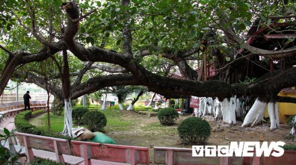 Chuyện về cây đa di sản 315 tuổi được cứu chữa ở Hải Phòng
