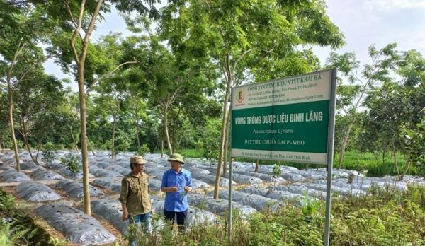 Trồng thứ cây gì mà tốt um, lá vươn tua tủa, nông dân vùng này ở Thái Bình thu tiền tỷ?