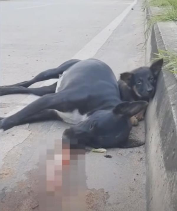 Chó con run rẩy, khép nép sau lưng xác chó mẹ với ánh mắt tuyệt vọng khiến cộng đồng mạng thương cảm