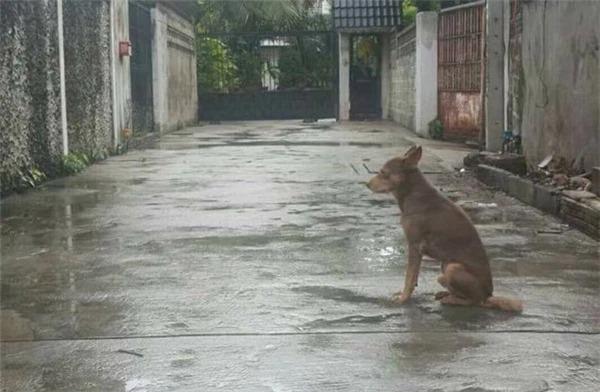 Chủ bán nhà nhưng không mang theo chú chó, chú dầm mưa dãi nắng ngồi trước cửa đợi chủ quay về đón