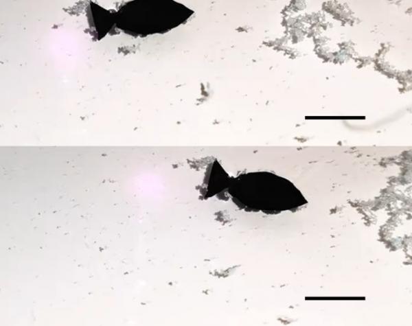 Phát triển loại robot hình cá kích hoạt bằng ánh sáng hút các vi nhựa từ nước