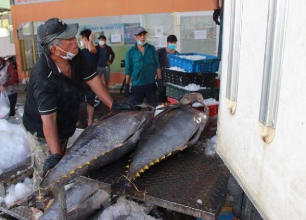 Doanh nghiệp Việt Nam cần lường trước để giữ thị phần cá ngừ tại Mỹ