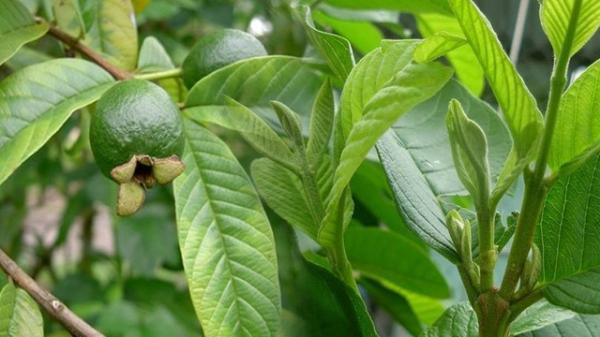 Ai cũng chỉ ăn quả mà ít biết lá của loại cây này “quét” mỡ máu, ngừa tiểu đường cực đỉnh