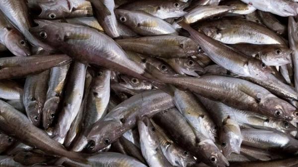 Mưa cá cơm khiến nhiều người sửng sốt ở Mỹ