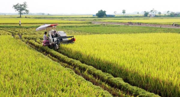 12.000 tỉ đồng phát triển vùng trồng lúa chất lượng cao