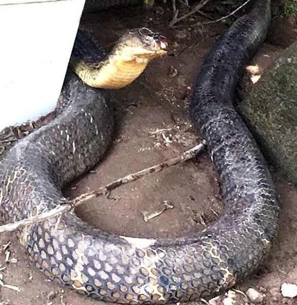 Những chuyện kinh dị về loài rắn khổng lồ bí ẩn ở núi Cấm