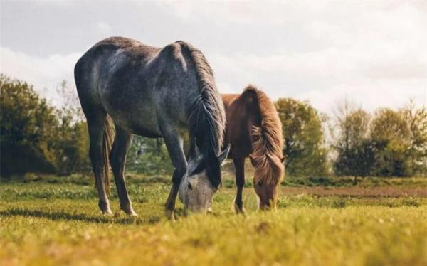 Cổ nhân dạy: “Ngựa tốt không quay đầu ăn cỏ cũ”, vế sau giá trị thế nào mà ai cũng phải gật gù
