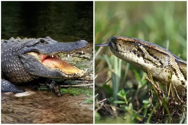 Cá sấu mõm ngắn Mỹ và Trăn Miến Điện so kè sức mạnh, loài nào sẽ thắng?