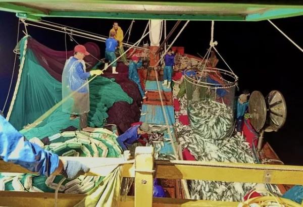 Một tàu cá Quảng Bình trúng khoảng 250 tấn cá Nục