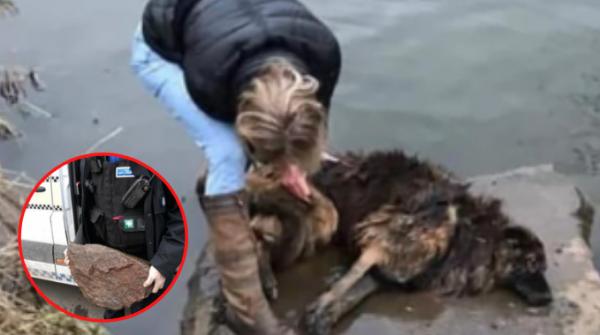 Bị chủ nhân buộc đá vào chân thả xuống sông, chú chó tội nghiệp vật lộn cố ngoi lên mặt nước để giữ mạng sống