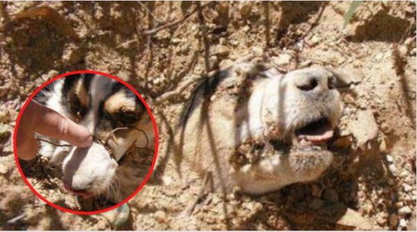 Chú chó bị bắn 40 phát đạn bằng súng hơi vào khắp c‌ơ th‌ể, sau đó bị trói chặt 4 chân và chôn sống dưới đất