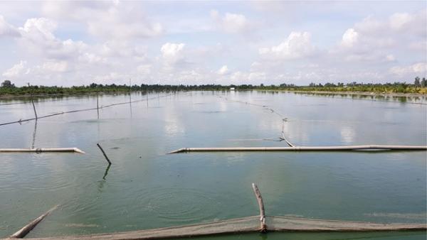 Một huyện của Đồng Tháp thu hoạch 110 ha mặt nước nuôi cá sặc rằn, giá cá sặc rằn cao nhất đạt 72.000 đồng/kg