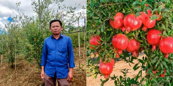 Một ông nông dân Lâm Đồng thu hàng tỷ nhờ mô hình trồng cây lựu đỏ Ấn Độ
