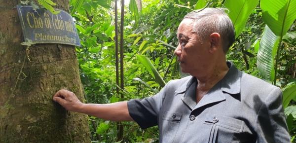 Quảng Nam: Cây cổ thụ, cây gỗ quý ken đặc trong “rừng bác Năm Công”