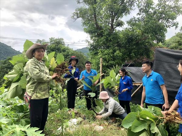 Sơn La: LĐLĐ tỉnh tặng hơn 8.000 cây tếch cho người dân vùng cao