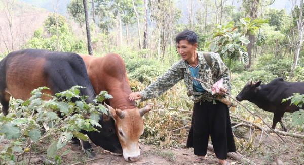 Sơn La: Hộ nghèo Sốp Cộp nhanh khấm khá nhờ vay vốn Ngân hàng Chính sách xã hội đầu tư nuôi trâu bò