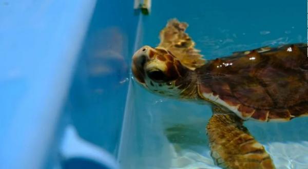 Âm thịnh dương suy: rùa mới nở thành giống cái hết, đại họa tồn vong của rùa biển