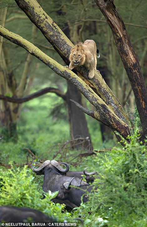 Bị đàn trâu truy sát, sư tử leo lên cây trốn nhưng vẻ mặt hoảng hốt của nó mới là khoảnh khắc để đời