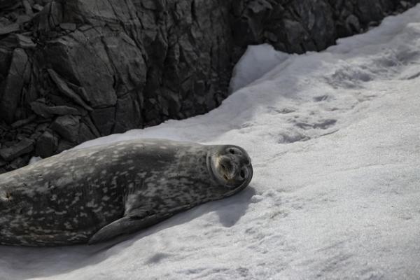 Các nhà khoa học lần đầu đếm được số lượng hải cẩu Weddell ở Nam Cực