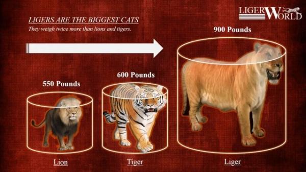 Loài “mèo” lớn nhất thế giới, có kích thước tương đương với một con hổ răng kiếm