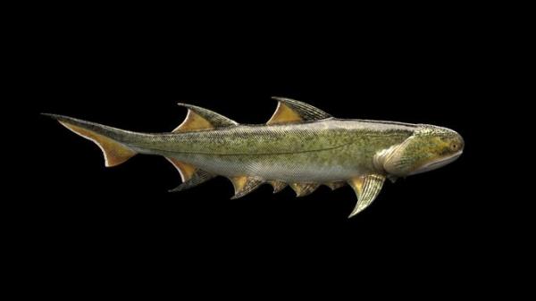 Cá mập “quái vật” 455 triệu tuổi ở Trung Quốc là... tổ tiên chúng ta?
