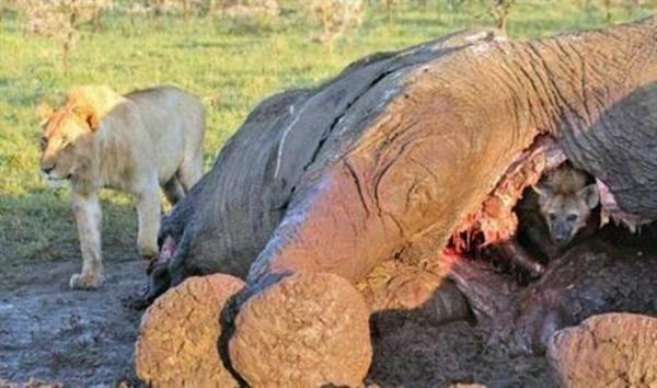 Chui vào bụng voi trốn, linh cẩu suýt bị sư tử giết