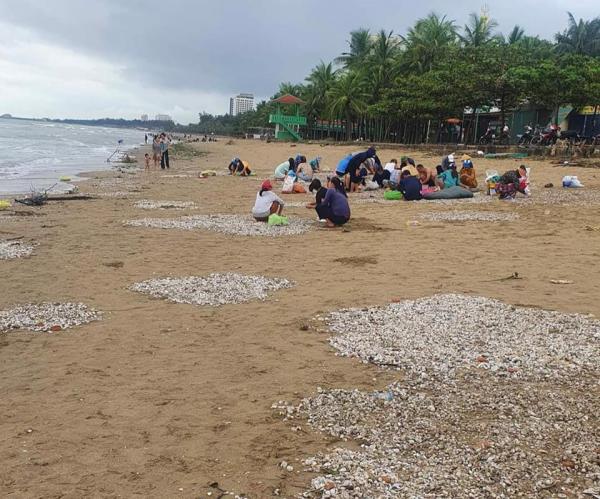 Nghệ An: Hàng tấn sò bị sóng đánh dạt vào biển Cửa Lò