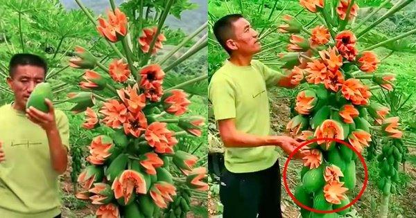 Lão nông khoe cây đu đủ kỳ quái trái bung nở như hoa thu hút 2,6 triệu lượt xem, dân mạng rình mò phát hiện sự thật không cãi được