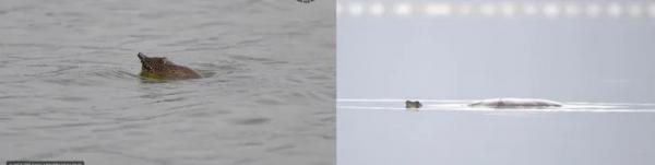 Theo dấu “thuồng luồng”: Ở hồ Đồng Mô, có bao nhiêu cá thể rùa Hoàn Kiếm?