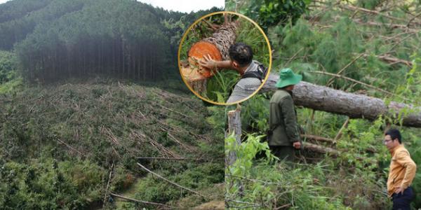 Phá rừng thông ở Lâm Đồng: Hàng trăm cây thông 3 lá nằm la liệt, huyện hỏa tốc chỉ đạo xử lý
